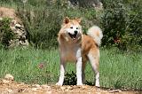 AKITA INU 390